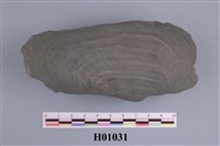 藏品(貝殼類化石)的圖片